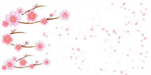 Flowers design. Flowers background. Branches of sakura with flowers. Cherry blossom branches with petals falling isolated on white background. Vector