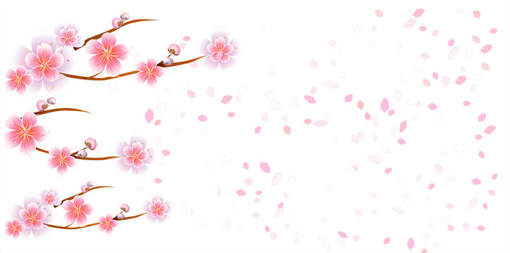 Flowers Design. Flowers Background. Branches Of Sakura With Flowers. Cherry Blossom Branches With Petals Falling Isolated On White Background. Vector