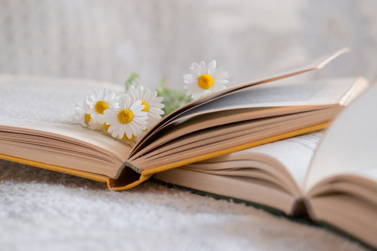 Chamomile flowers in open book