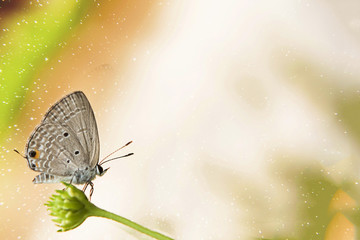 Butterfly in spring.