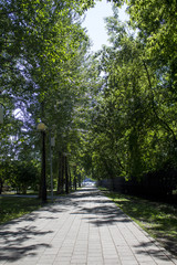 The pavement in the Park