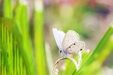 Butterfly in spring.