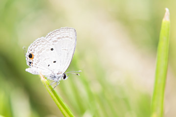 Holly blue in spring.