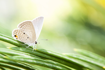 Butterfly in spring.