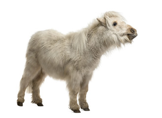 Shetland Pony isolated on white