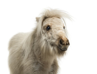 Shetland Pony isolated on white