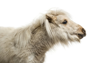 Shetland Pony isolated on white