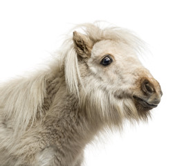Fototapeta premium Shetland Pony isolated on white