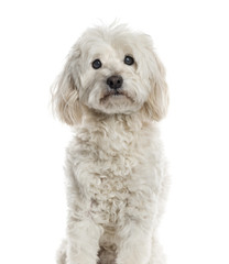 Bichon Frisé isolated on white