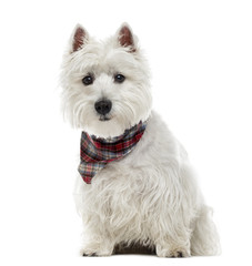 West Highland White Terrier isolated on white