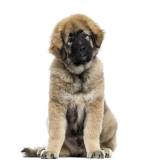 Caucasian Shepherd Dog isolated on white