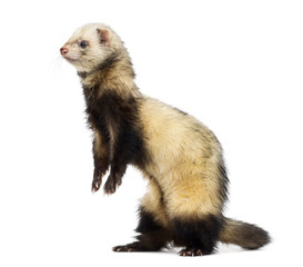 Ferret isolated on white