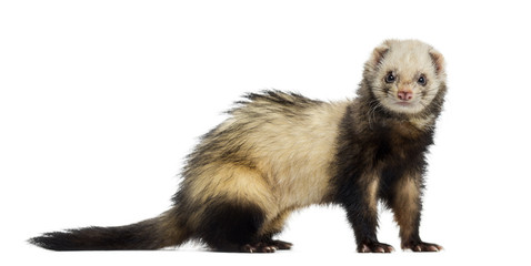 Ferret isolated on white