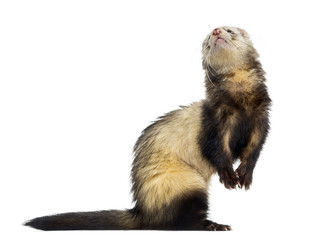 Ferret isolated on white