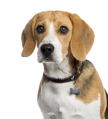 Beagle puppy isolated on white