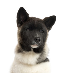 Close up of an American Akita puppy, isolated on white
