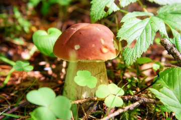 Small Boletus edulis mushroom in the forest