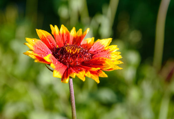 Gaillardia flower on green background