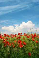 Obraz premium Czerwone kwiaty maku