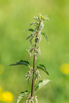 Stinging Nettle (Urtica dioica) in the garden. Medical herbs series.