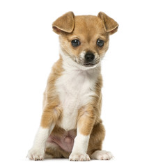 Chihuahua puppy sitting and looking away, isolated on white