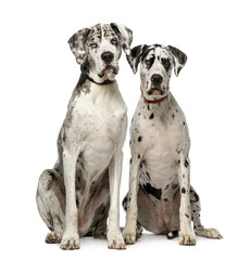 Couple of Great Dane sitting and looking at the camera