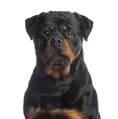 Fototapeta premium Rottweiler looking at the camera, isolated on white