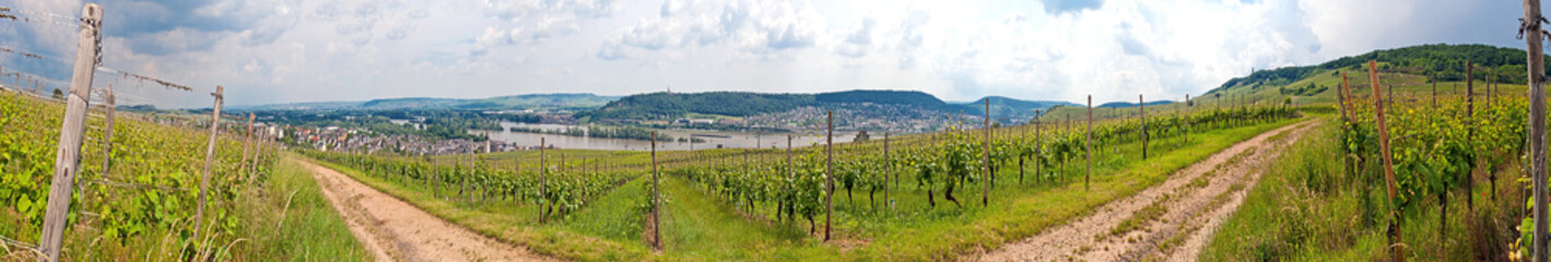 Fototapeta na wymiar Im Weinberg im Rheingau über Rüdesheim am Rhein