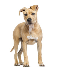 American Staffordshire Terrier puppy isolated on white