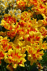 Tulpen