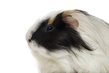 Guinea Pig isolated on white