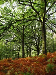 ferns in forest beneath mossy green trees