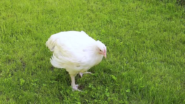 Video broiler chicken walks on a green lawn