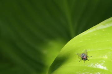 Fototapeta premium Fly on a leaf. The fly is sitting on the big green leaf and an extensive background of green tones.