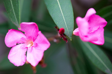Nerium oleander pink flowers and buds