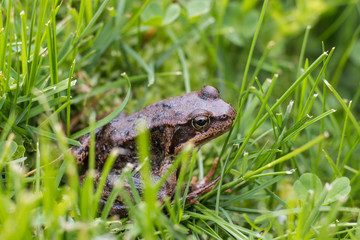Closeup of a common frog in grass