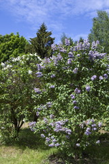 Blossoming Syringa vulgaris