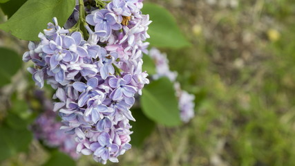Obraz premium Blossoming Syringa vulgaris