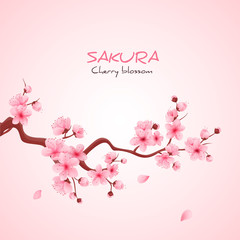 Vector illustration sakura cherry, branch with blooming flowers, Japan flowers