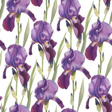 Floral seamless pattern with hand drawn watercolor violet iris