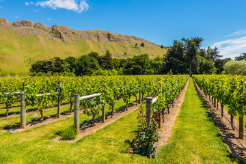 Fototapeta na wymiar New Zealand Vineyard