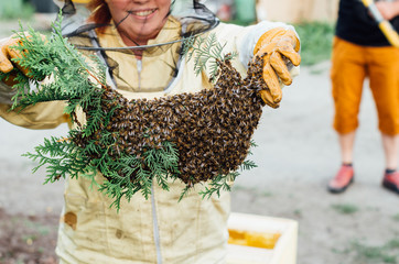 pszczelarz z rojem pszczół 
 - obrazy, fototapety, plakaty