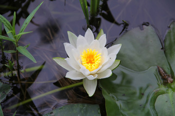 Water Lily (Nymphaeaceae)