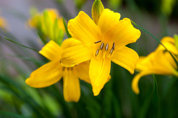 Closeup of the blooming yellow lily flowers