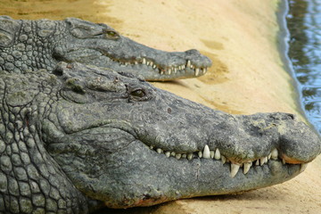 Crocodiles sur la sable