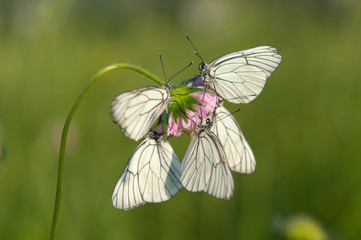 white butterflies grass