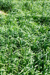 in oman the cultivation of rice  color