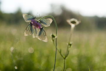 white butterflies grass