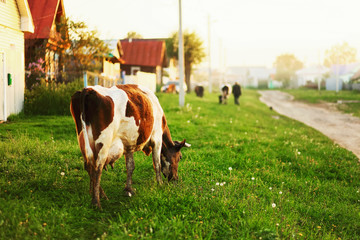 The cow eats grass.