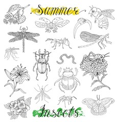 Set with summer insects and flowers